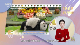 “坏”狐狸被迫当妈？